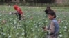 Recolta de mac pentru producerea de opiu în Afganistan a crescut cu 87% față de 2016