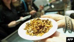 A meal of insects is held at a press preview for a program of the American Museum of Natural History. (file photo)