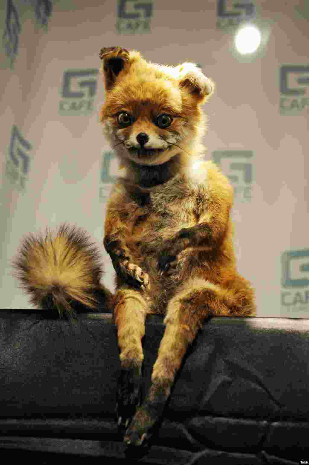 A stuffed fox created by Adele Morse, a British artist and taxidermist, appears at an exhibition in St. Petersburg. The fox, which sports a dazed look and sits in a humanlike pose, has become a celebrity in Russia. Numerous images of the fox Photoshopped in various scenes have appeared on social networking sites. (ITAR-TASS/Ruslan Shamukov)