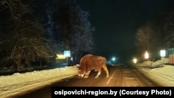 Зубар на дарозе Сьвіслач — Ялізава ў Магілёўскай вобласьці