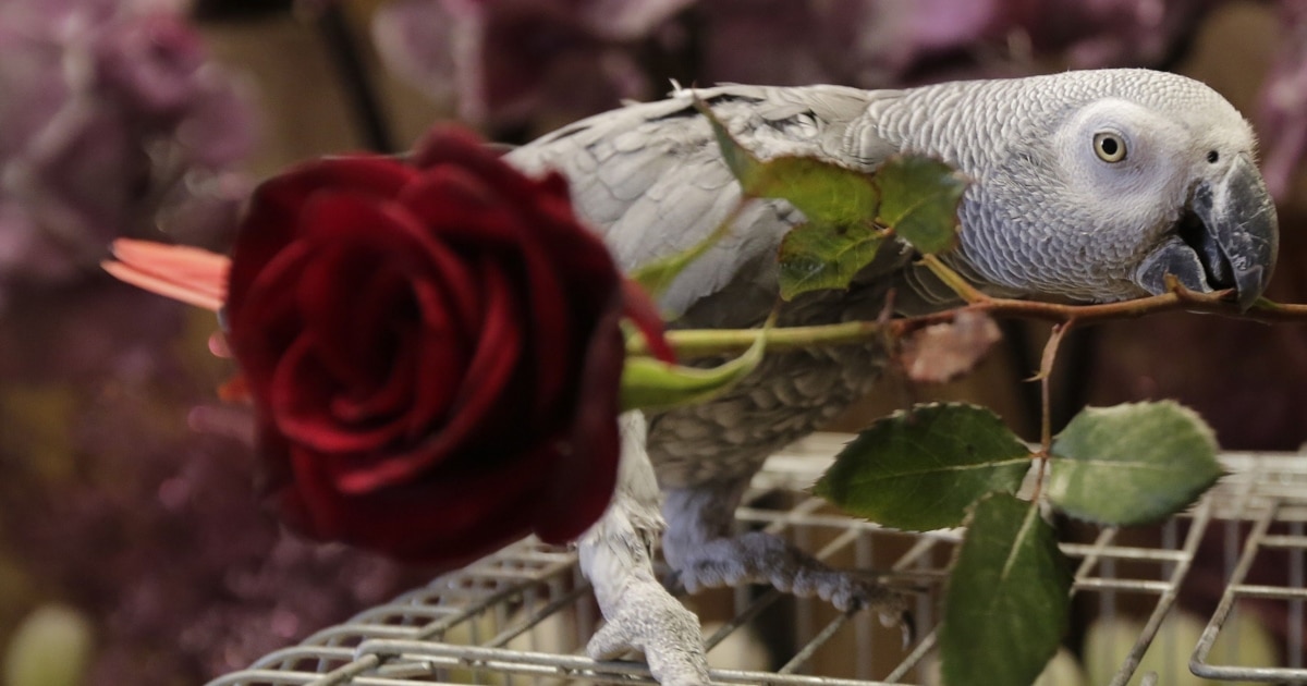 Ескі лесбиянка порно