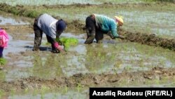 Dizə kimi palçığın içində olan qadınlar da əkinlə məşğuldurlar