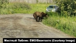 Медведь в Подтесово в июле 2026 года.