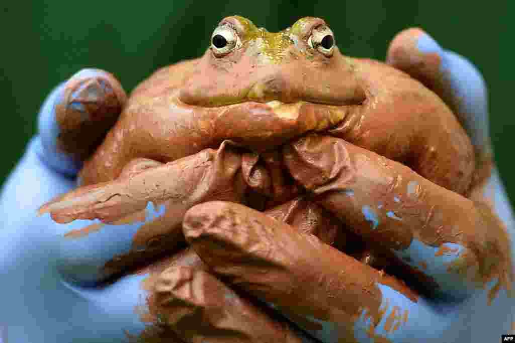 A zookeeper holds a bullfrog during the annual stocktake at ZSL London Zoo in central London. ZSL London Zoo embarked on their annual complete head count of every animal at the zoo, which houses more than 17,000 animals. (AFP/Ben Stansall)