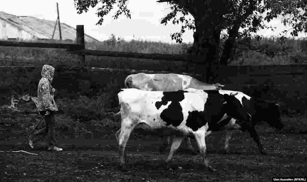 Kyrgyz migrant Toichubek runs a successful cattle and horse ranch in the village of Kutugun in the Irkutsk region.