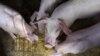 U Srbiji sumnja na afričku svinjsku kugu 