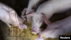 Svetska organizacija za zaštitu zdravlja životinja stavila je Srbiju na spisak država u kojima su zabeleženi slučajevi bolesti svinja