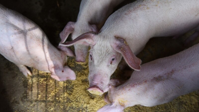 U Srbiji zaustavljeno širenje afričke svinjske kuge 