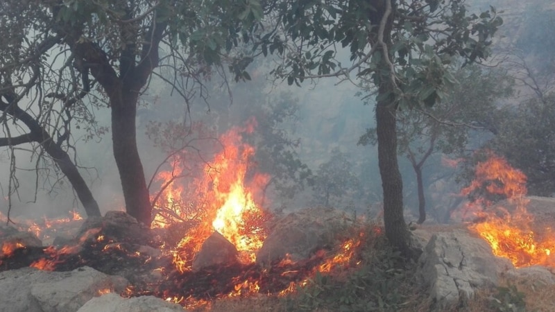 استفاده از «چهارپایان» برای مهار آتش‌سوزی جنگل‌های کهگیلویه
