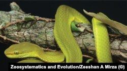 Зьмяя Trimeresurus salazar