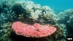 Oko 67 odsto korala odumrlo je na sjevernom dijelu grebena, koji je najteže pogođen