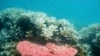 избелување на големиот корален гребен во Австралија