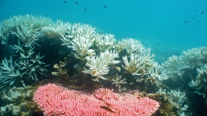 УНЕСКО: Големиот корален гребен кај Австралија да се стави во листата на загрозени локации