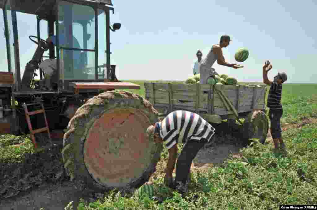 Armenia -- Watermelon harvest in Ararat region, 14Aug2012