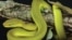 Trimeresurus salazar
