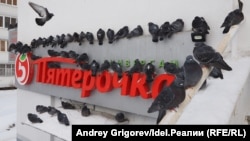 Россия, Татарстан, Казань. Голуби на вывеске магазина сети супермаркетов «Пятерочка»