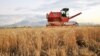 Armenia -- Wheat harvest in the Ararat province, 18Jul2012