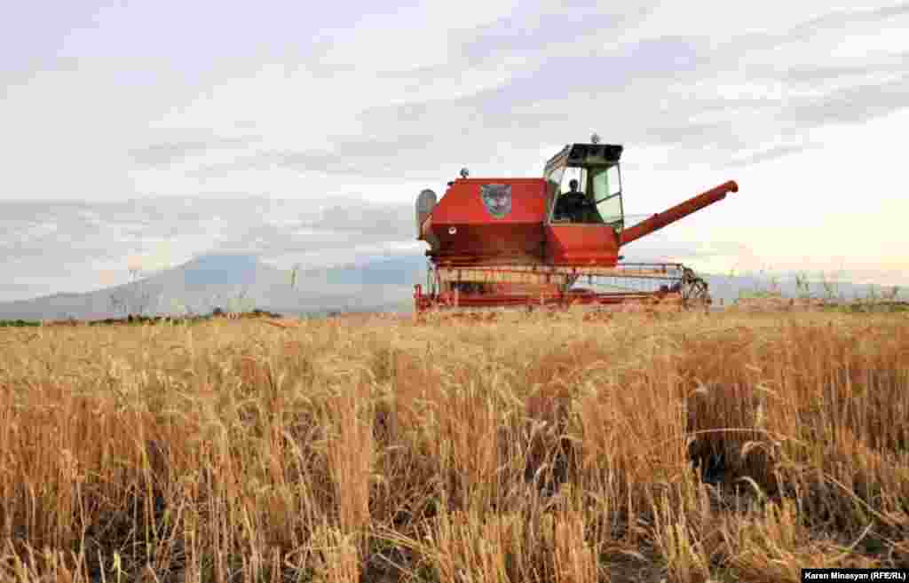 Armenia -- Wheat harvest, 18Jul2012