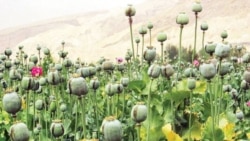 چرا در ایران «برخی به جای برنج، خشخاش می‌کارند»؟