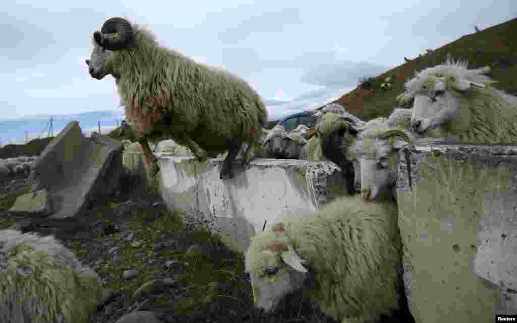 Чабаны каждый день доят до 400 овец, позже из этого молока вручную делают овечий сыр , а также следят за тем, чтобы никто из многочисленных &quot;подопечных&quot; не убежал.