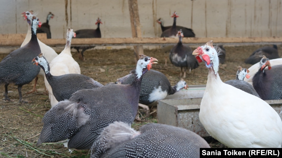 Үлкен бөкселер порно фильмі онлайн