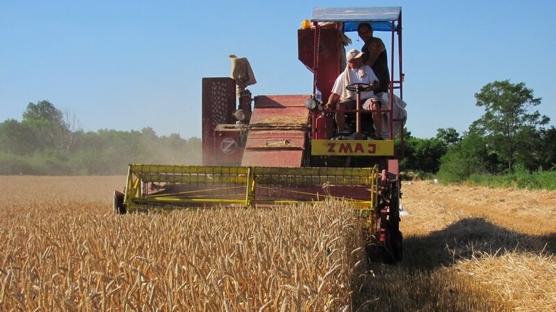 Ministar poljoprivrede kaže da Srbija ima dovoljno pšenice i hrane