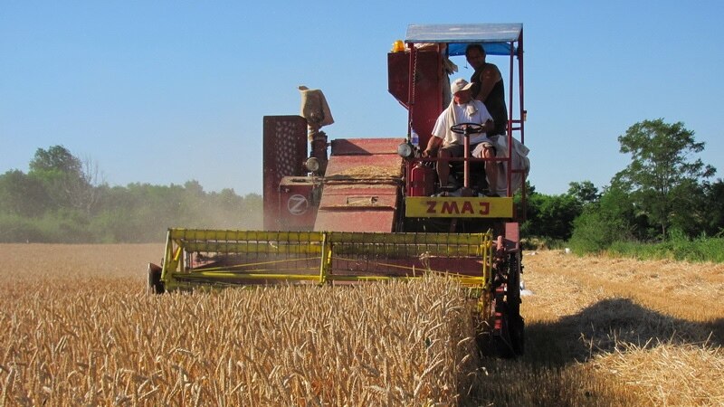 Srbija obustavlja izvoz pšenice, brašna, kukuruza i ulja 