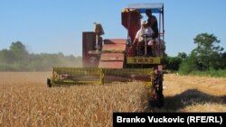 Žetva pšenice kod Kragujevca, 2021. godine