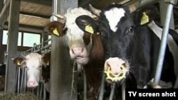 Bosnia and Herzegovina - Sarajevo,TV Liberty 674,cows,milk production,01Jul2009