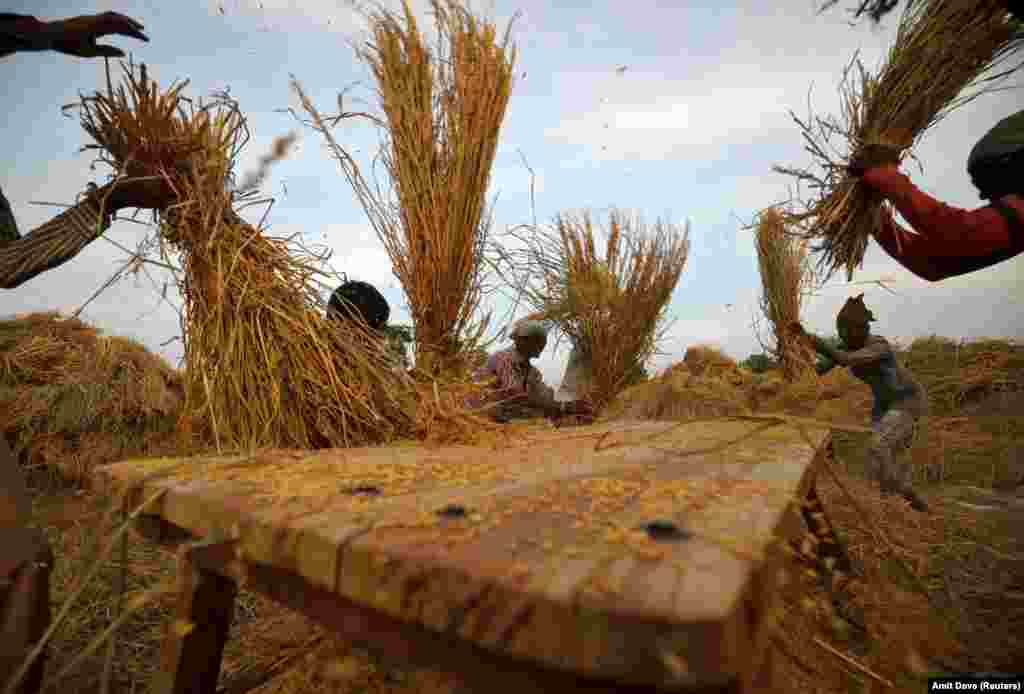 Men working in a paddy field on the outskirts of Ahmedabad, India. (Reuters/Amit Dave)