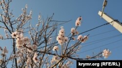 Квітучий абрикос