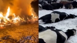 В России массово уничтожают скот