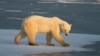 На Чукотке прокуратура проводит проверку убийства белой медведицы
