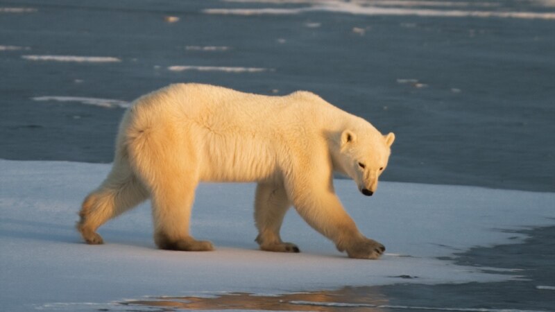 ‘Invazija’ belih medveda na ruski arhipelag, proglašeno vanredno stanje