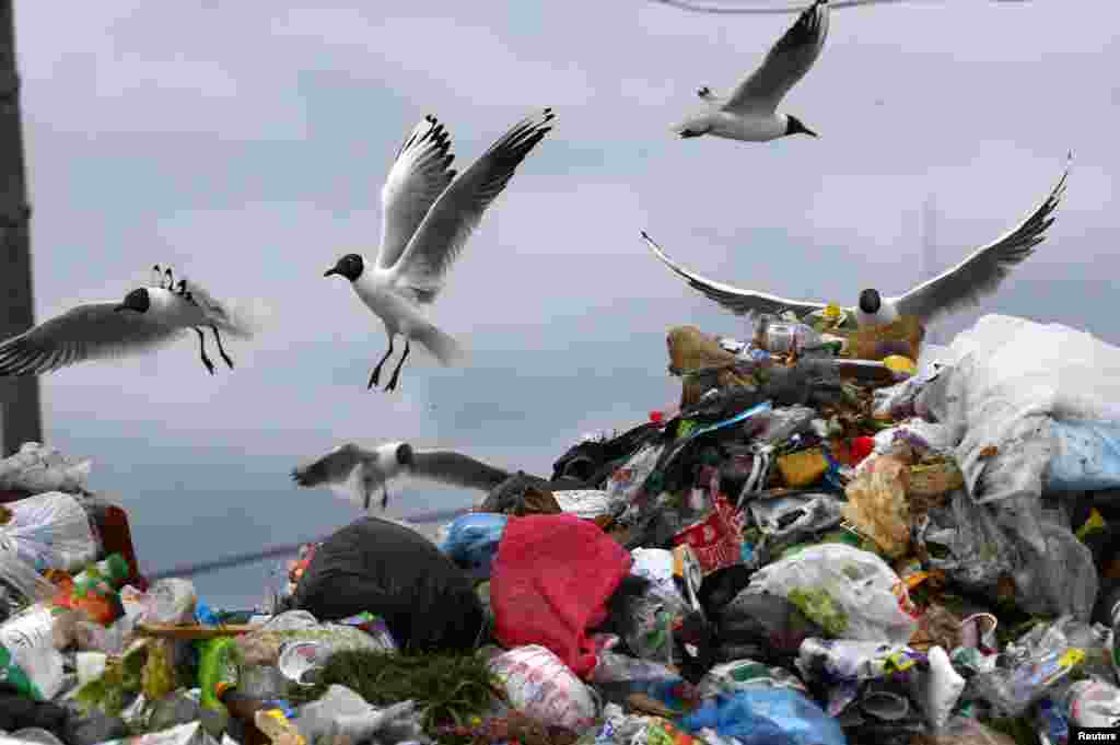 Gulls fly over garbage at the Ecores waste-processing plant on World Environment Day, on the outskirts of Minsk on June 5. (Reuters/Vasily Fedosenko)