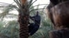 Farmers grow dates in desert amid southern Iraq water crisis