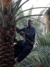 Farmers grow dates in desert amid southern Iraq water crisis