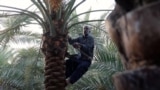 Farmers grow dates in desert amid southern Iraq water crisis