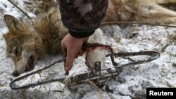 У Беларусі дазваляюць паляваць з капканамі