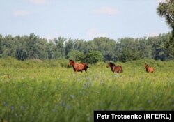 Пойма реки Урал. Село Большой Чаган, Западно-Казахстанская область. 10 июня 2017 года.