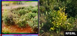 A tea bush in Georgia photographed around 1910 (left) and in 2019.