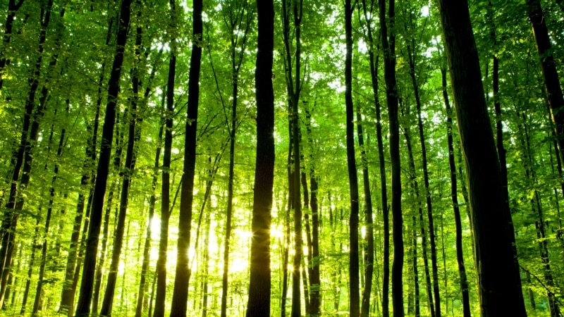 В Ульяновской области дело о незаконной вырубке леса на 90 миллионов направлено в суд