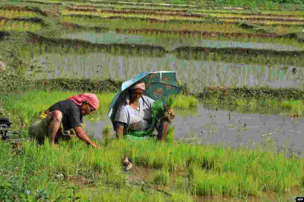 Indian farmers plant paddy saplings in a field at Milanmore village on the outskirts of Siliguri. (AFP/Diptendu Dutta)