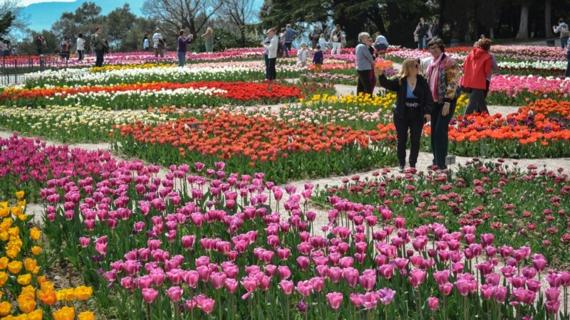 В Никитском ботаническом саду показали 100 тысяч тюльпанов (+фото)