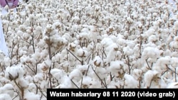 آرشیف، کشتزار پنبه