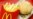 McDonald's Cancels Big Mac's 30th Birthday In Russia Over Virus Fears