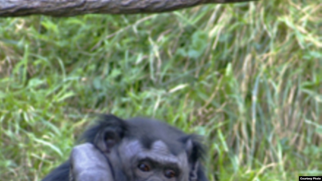 Культура приматов. Как шимпанзе стали людьми