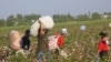 Uzbek Cotton Fair Nets $550 Million