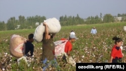 Uzbek schoolchildren harvest cotton in the fields.