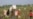 Uzbek Cotton Fair Nets $550 Million